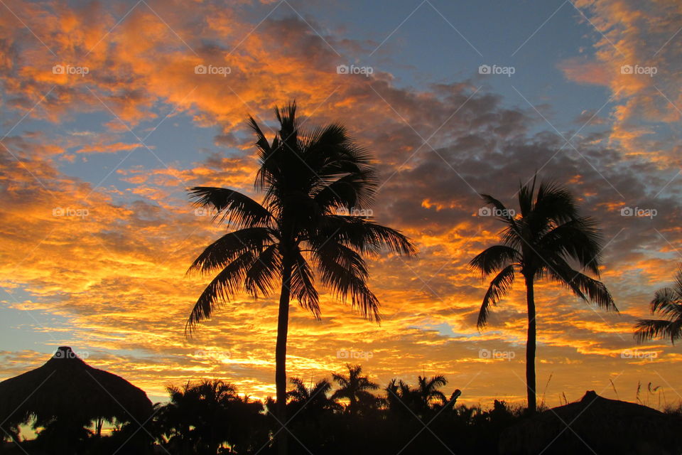 Silhouette of trees during sunset