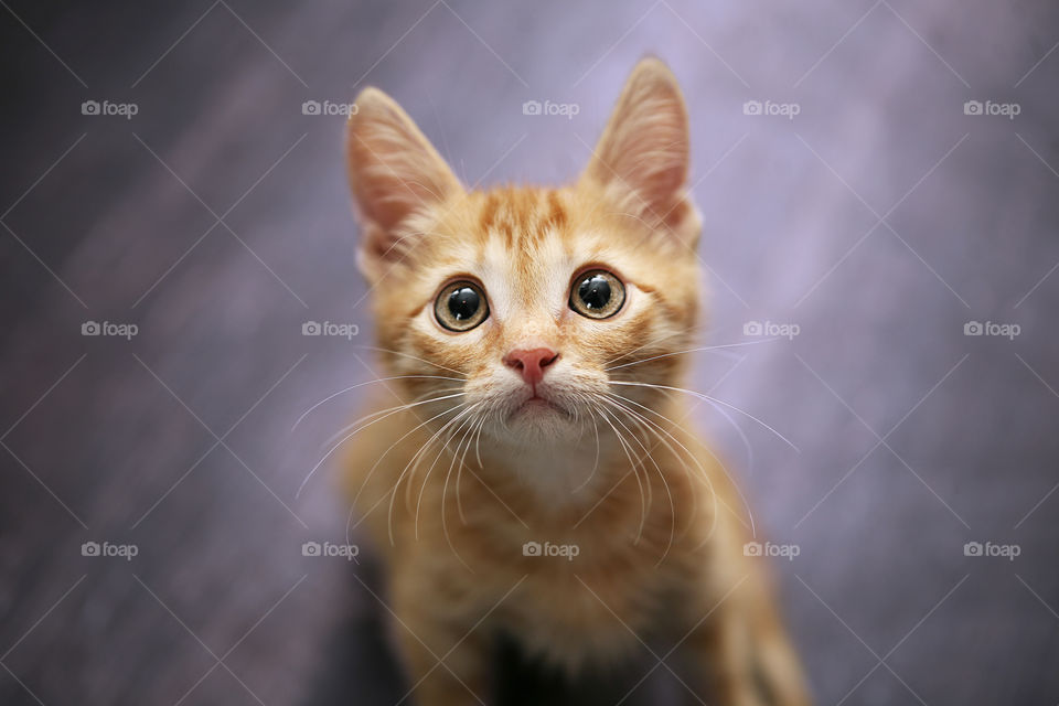 Ginger kitten 