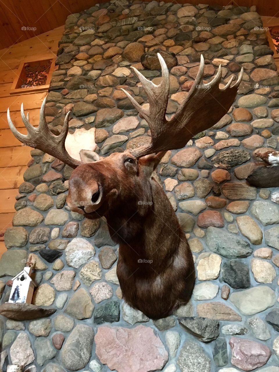 Moose head mount