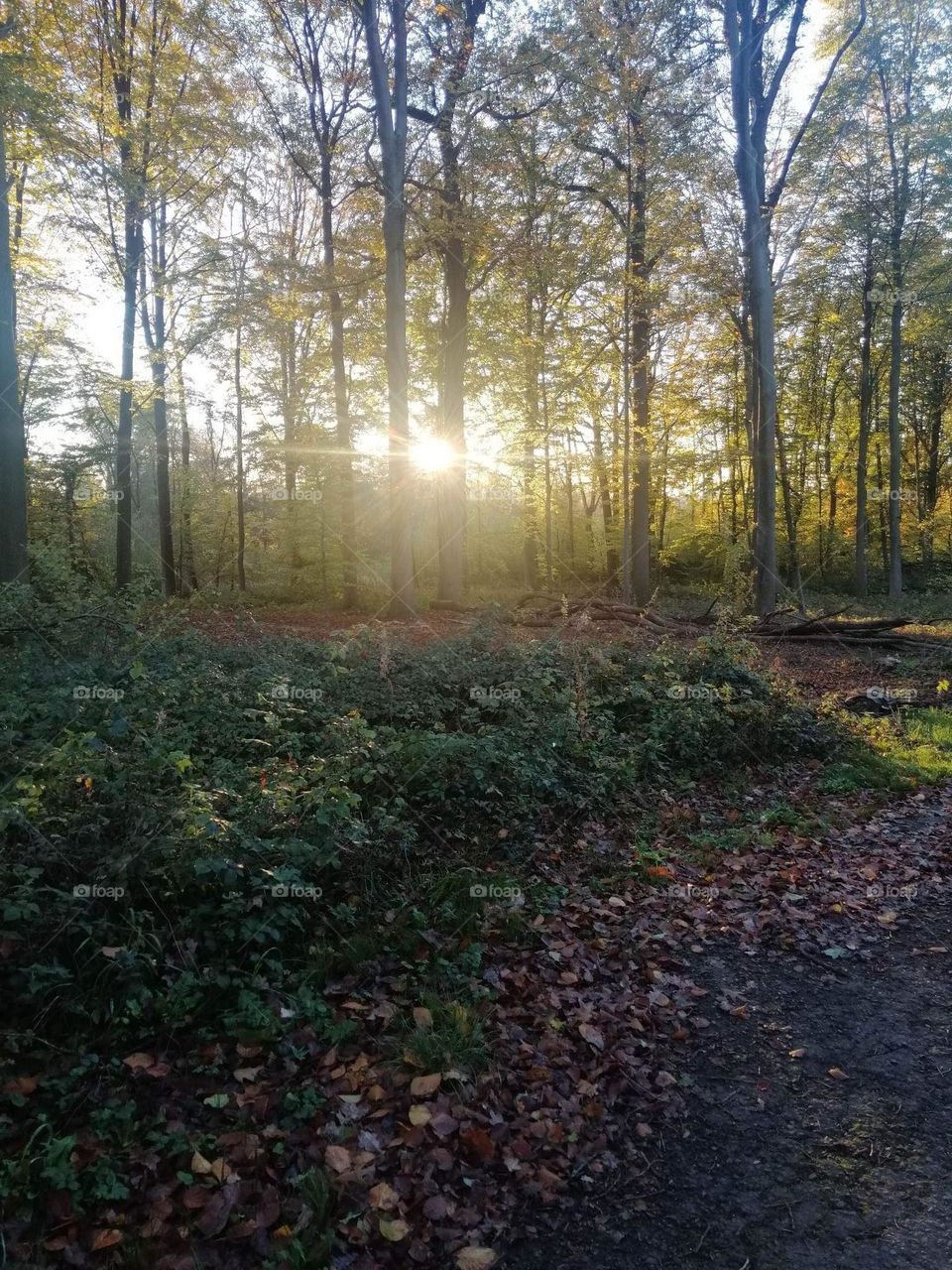 Week end dans les Ardennes belge .
Bois , nature , arbre , coucher du soleil , feuilles , automne , promenade , air , respirer , branches