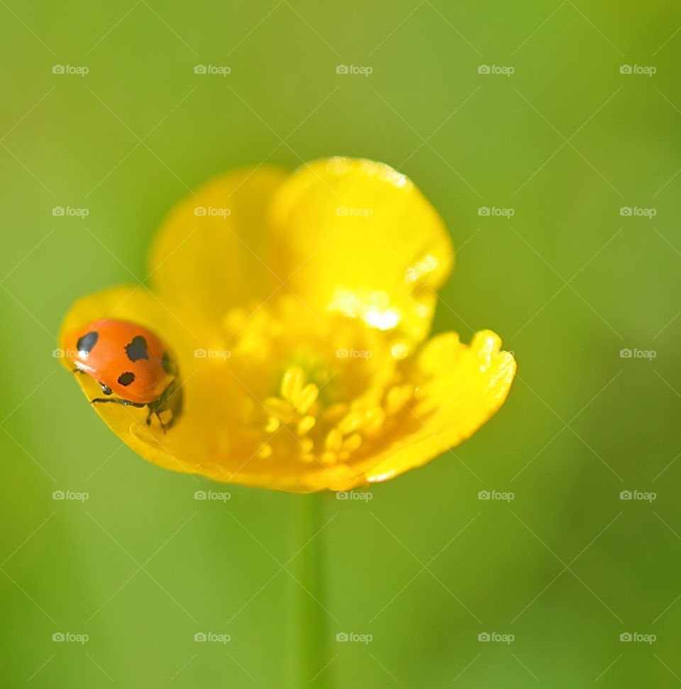A ladybug crawls on a yellow flower in summer.