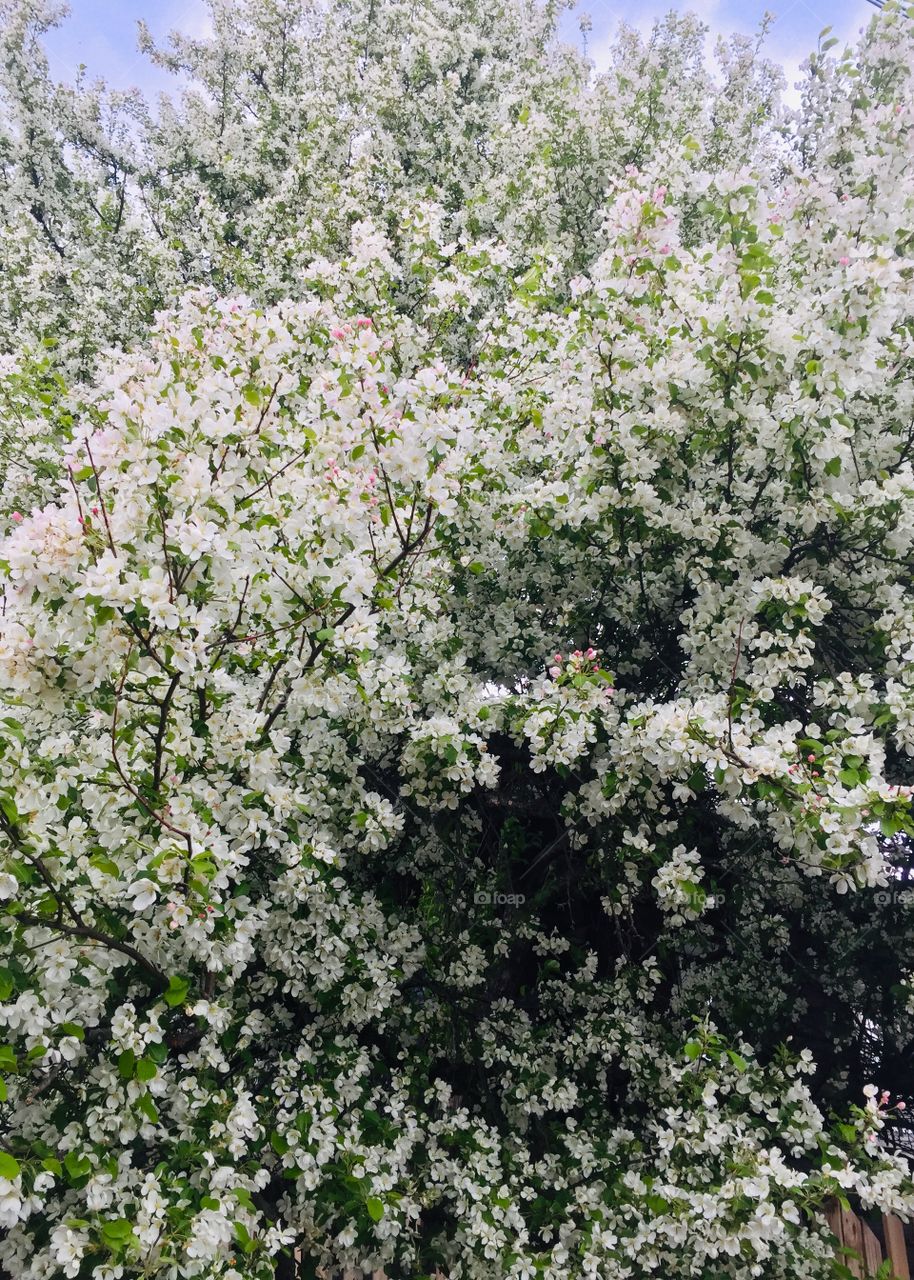 Blooming apple trees in the garden