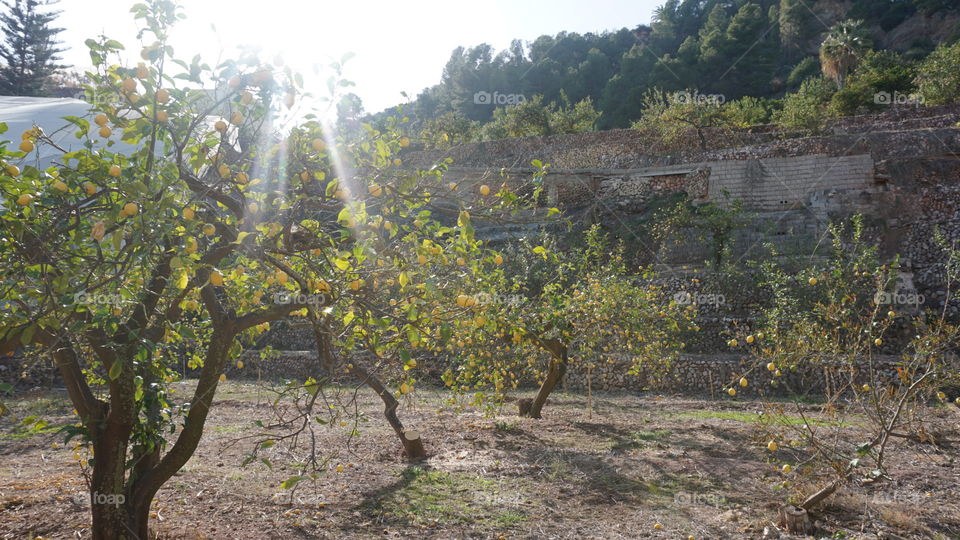 Lemon#trees#sun#light#nature#garden