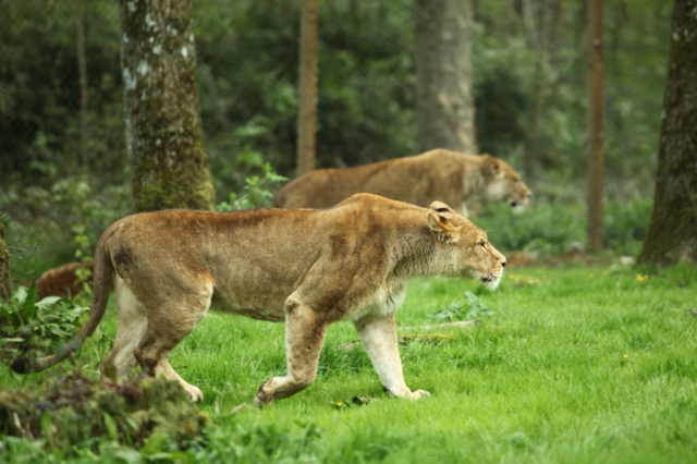 nature england animal wild by maapu