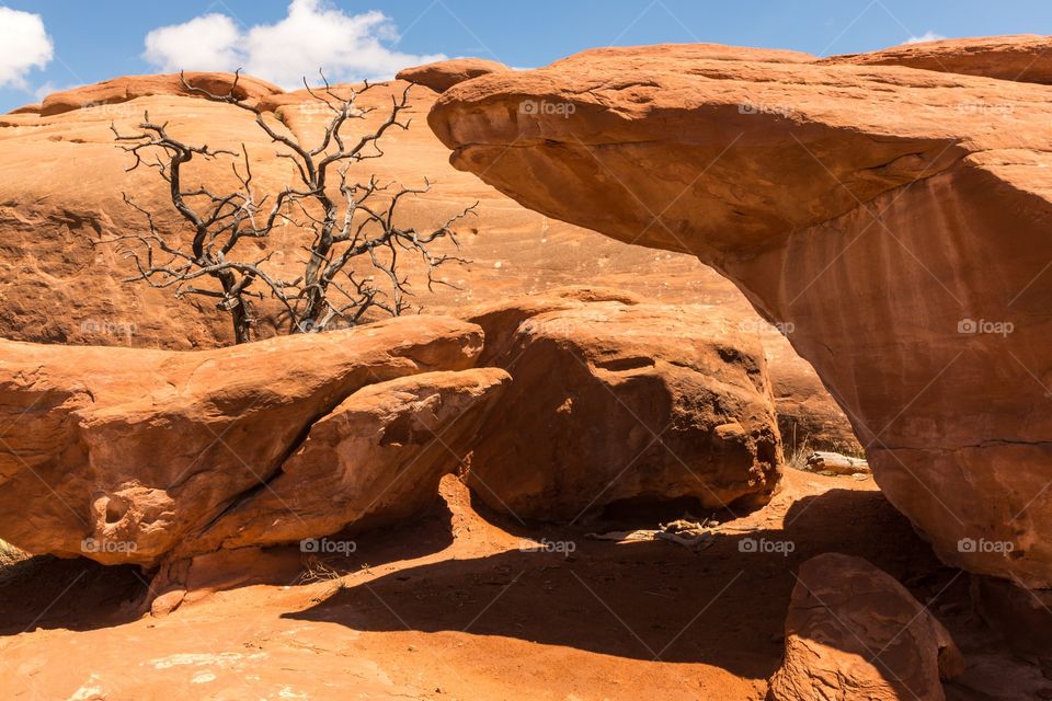 Dry tree surrounded by boulder. Dead tree in the middle of red boulders in Arches national park, Utah, USA 