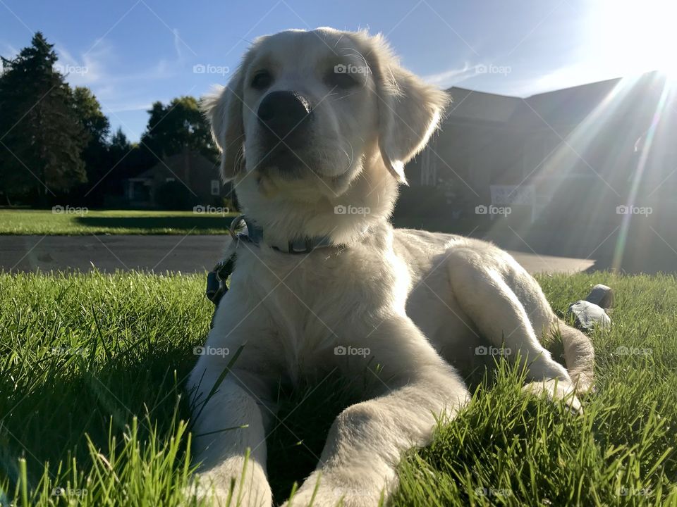 Sunny Day Puppy
