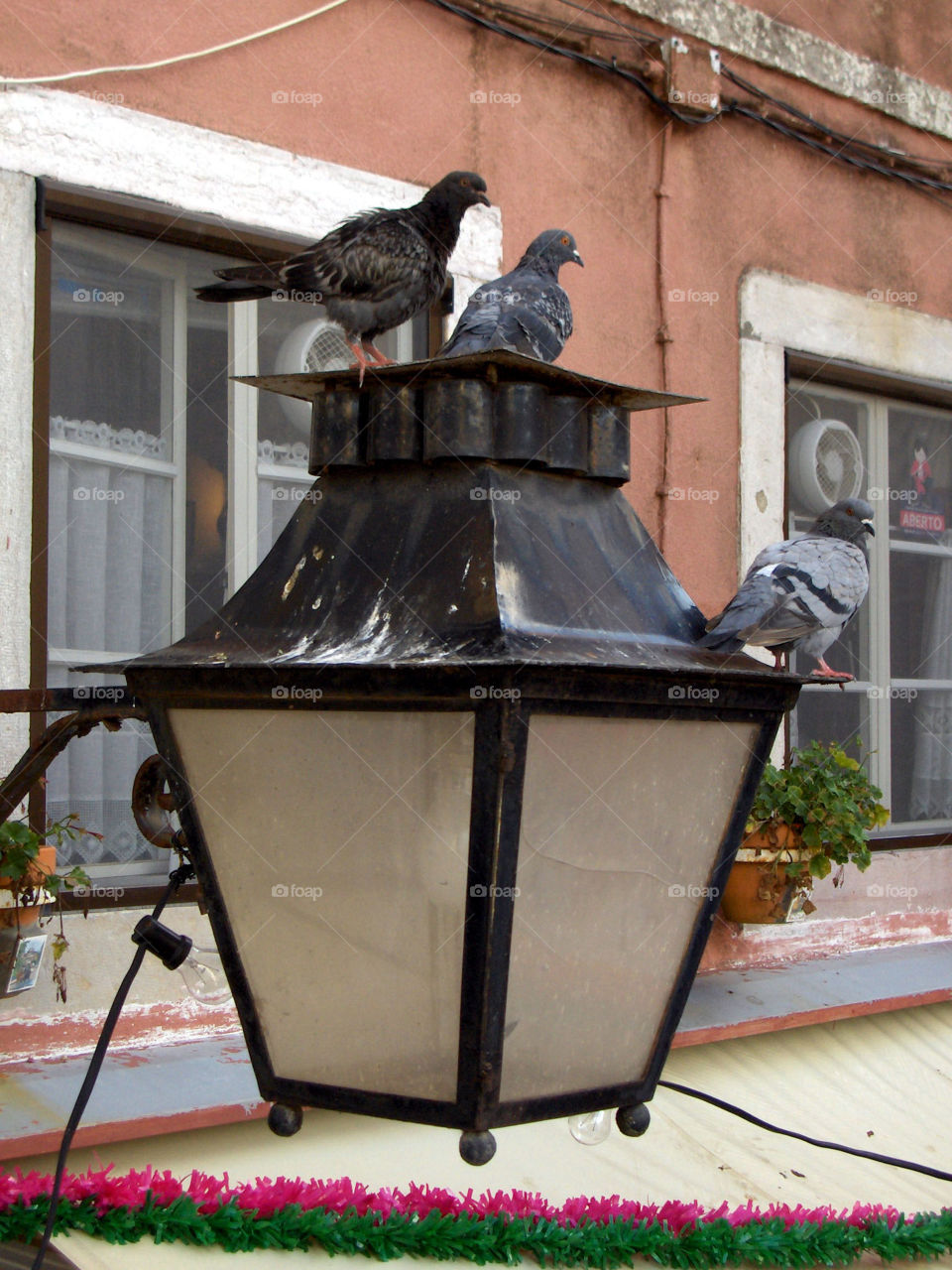 pigeons in a lamp