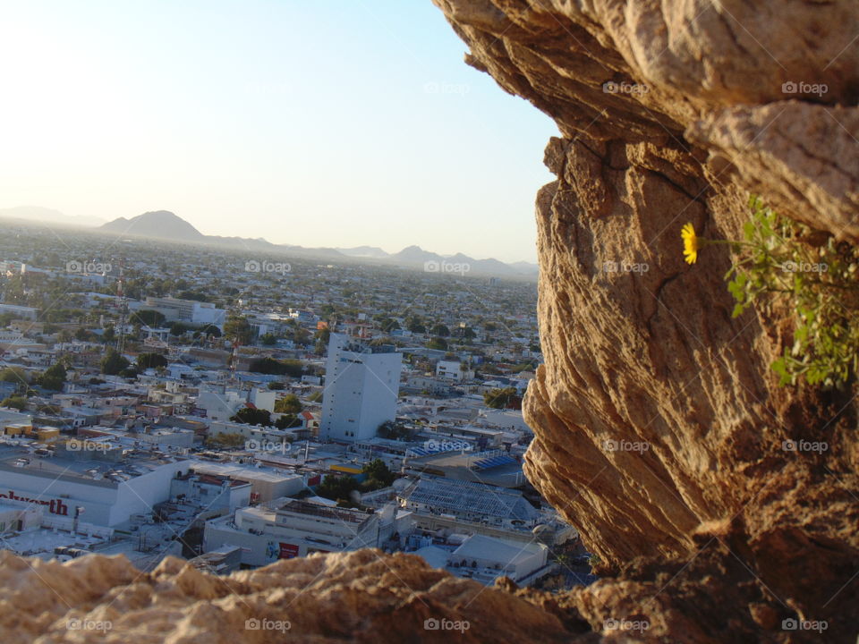 Una flor sobre la roca observando la ciudad del sol