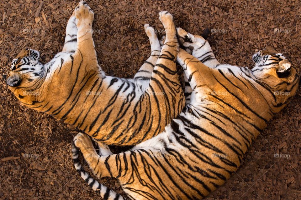 Tigers sleeping and cuddling