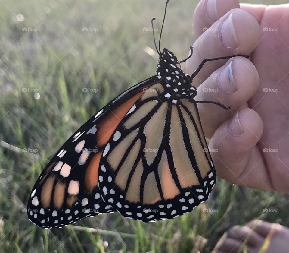 Basking Monarch Butterfly