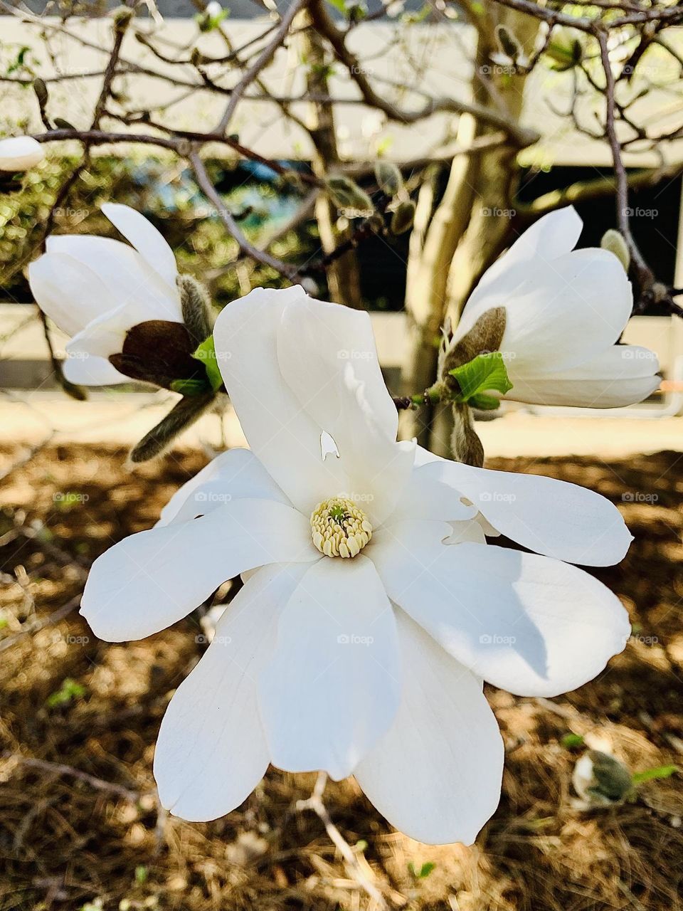 Blooming white magnolia