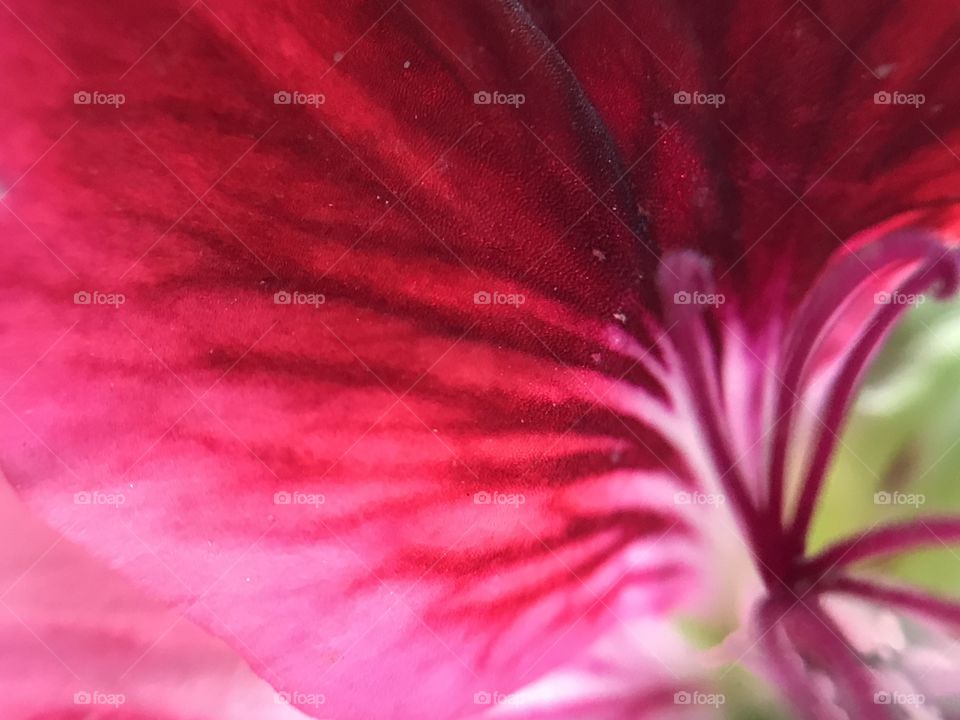 Pink flower details