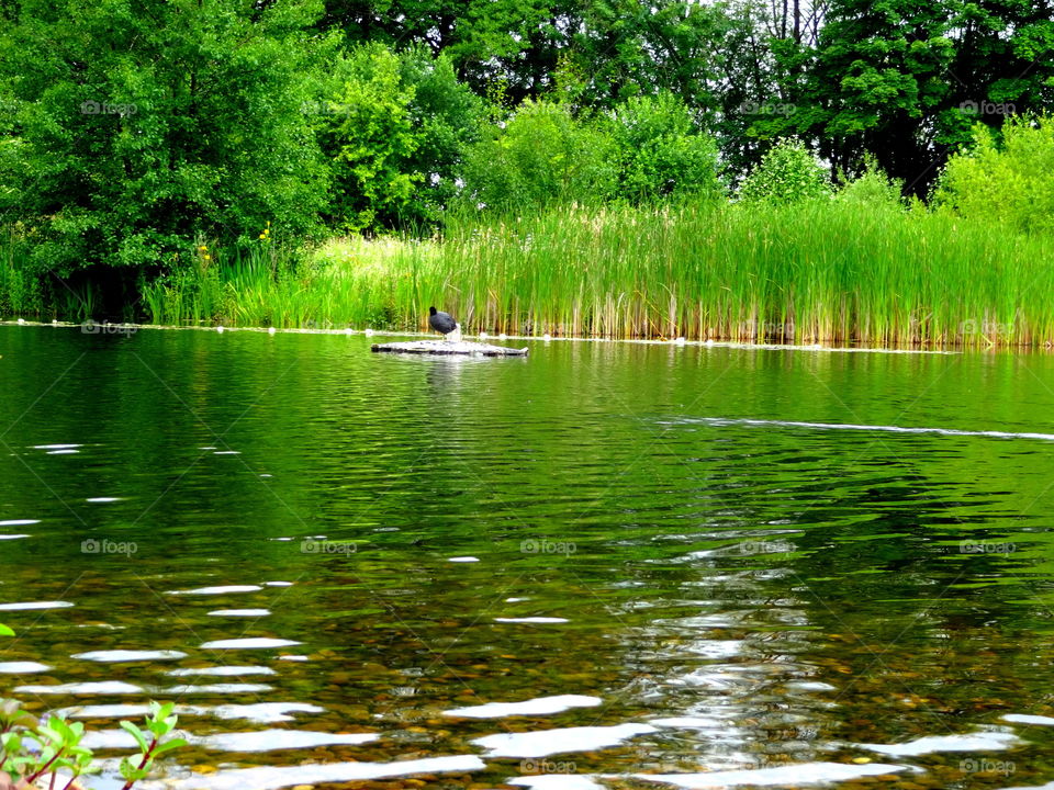 landscape. pond in the Jubilee Campus ,University of Nottingham