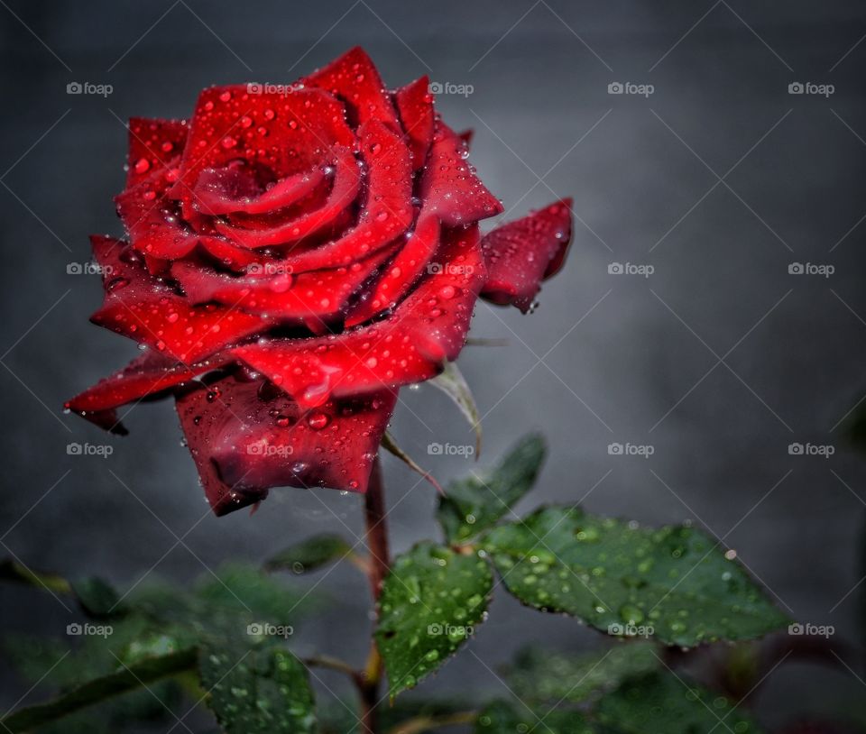 Rose flower.