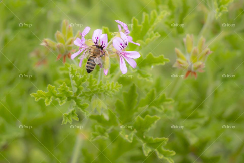 Bee collecting pollen from pink flowers 