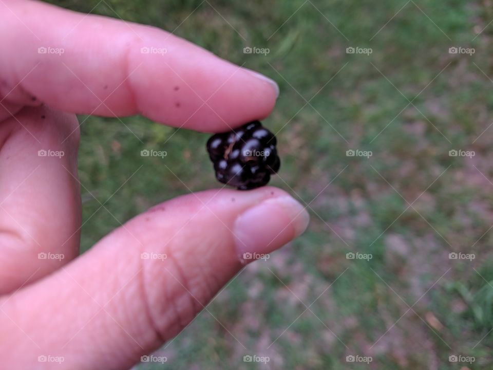 Colorful berries