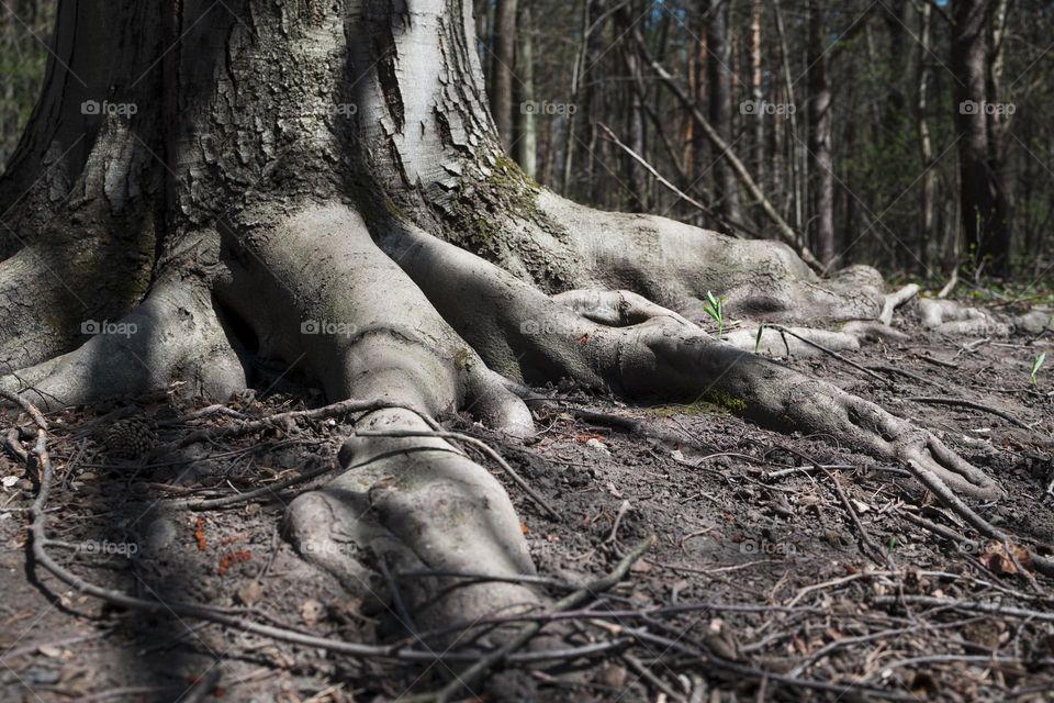 Roots of tree low angle view