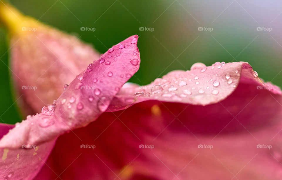 Allamanda petal - rain drop - colorful