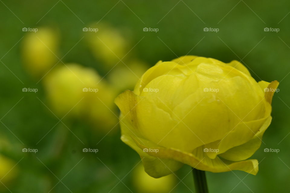 Yellow flower