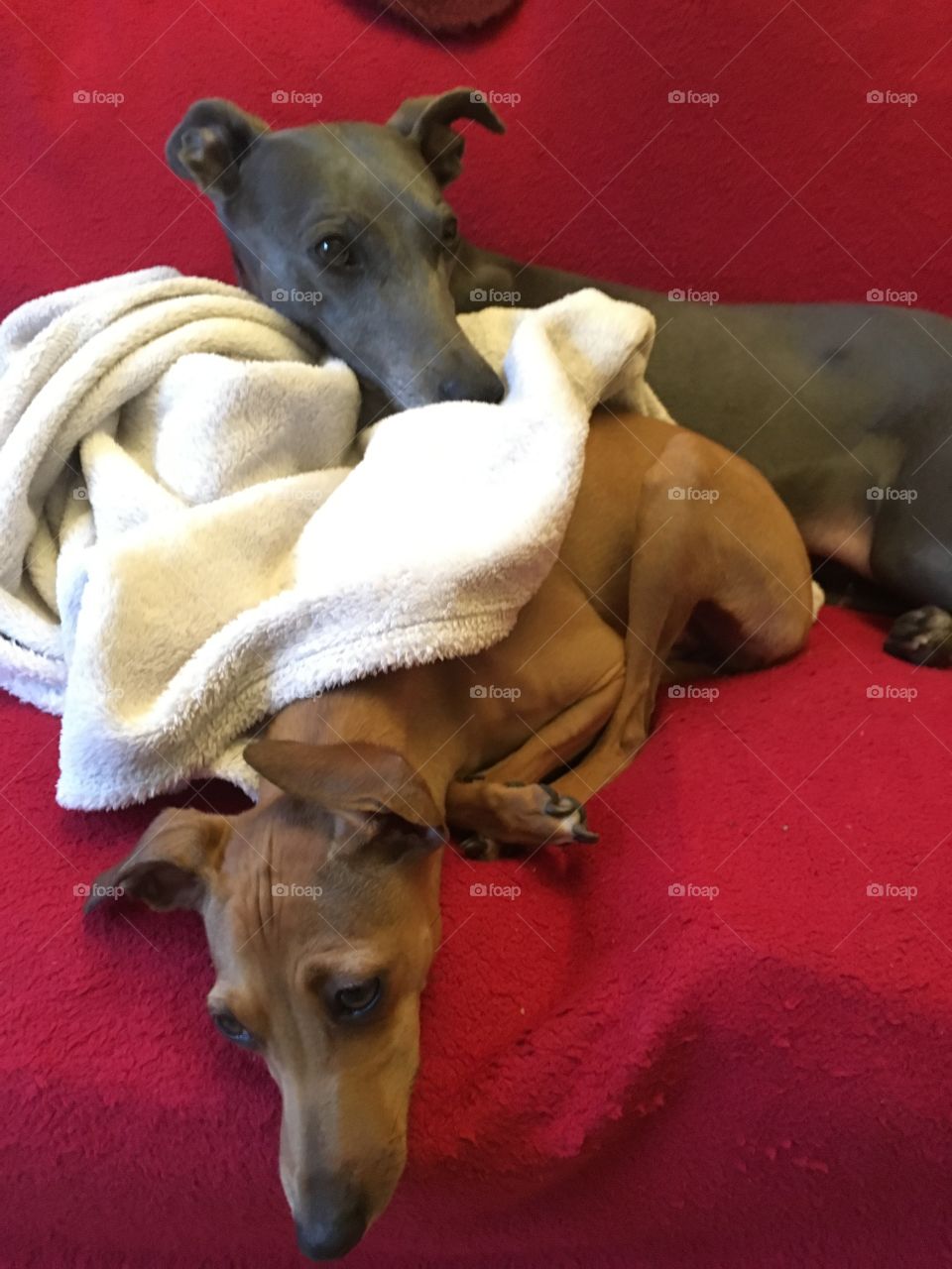 Libby the blue whippet and Amber the fawn Italian greyhound puppy snuggling on the sofa