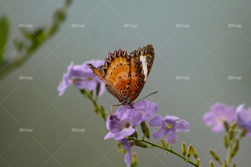 Closeup of a beautiful butterfly on a purple flower