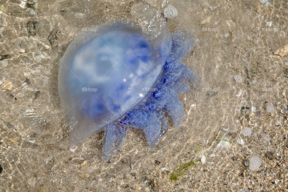 На изображении видна медуза глубокого синего цвета, плавно плывущая в прозрачной морской воде 