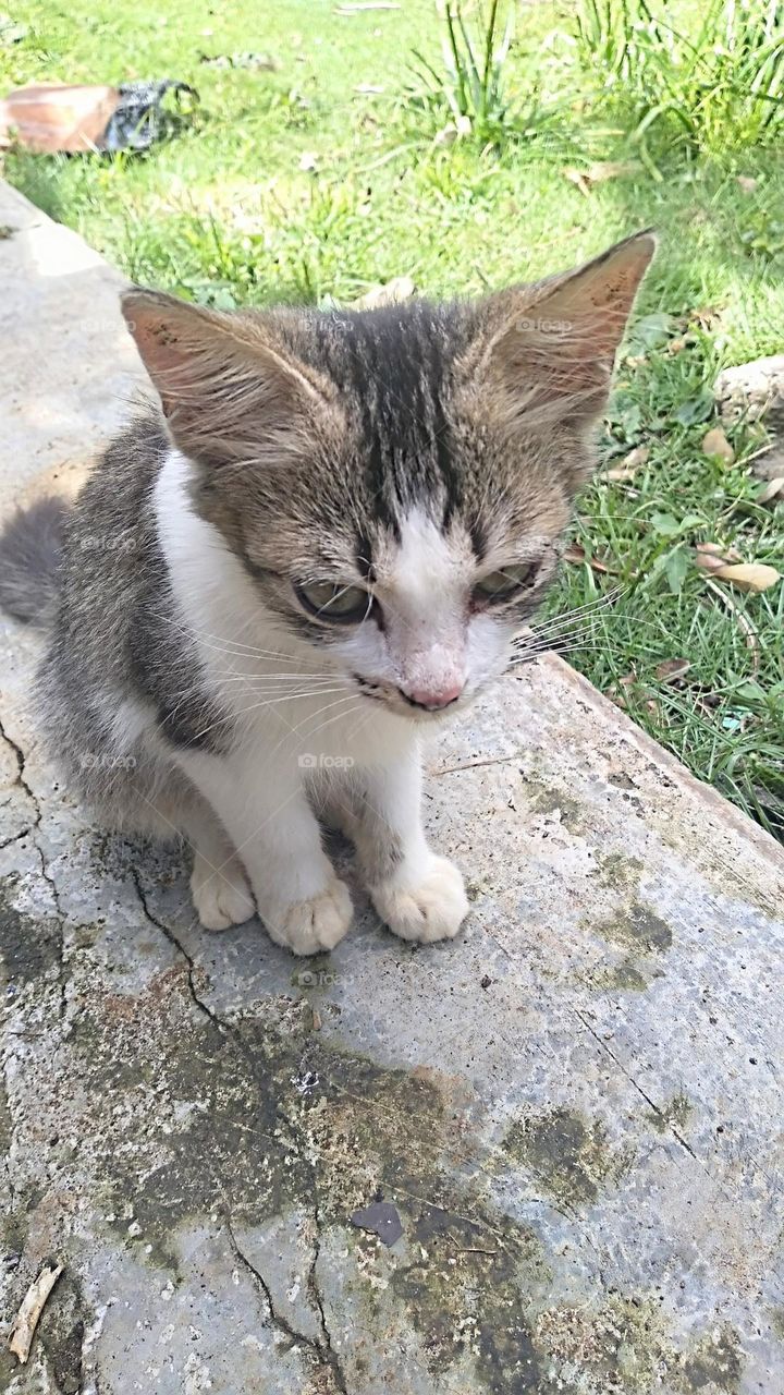 Cute kitten is sitting on the terrace in the yard