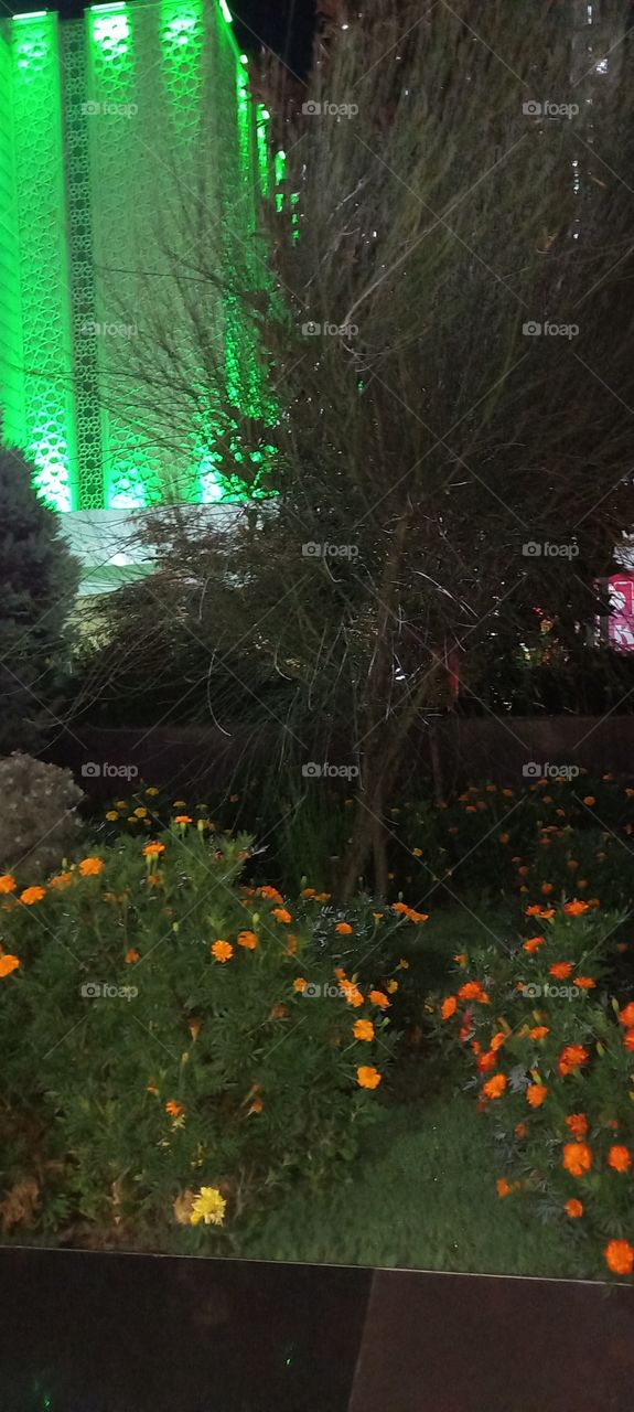 evening landscape, beautiful  flowers, flowers, trees, color combination,