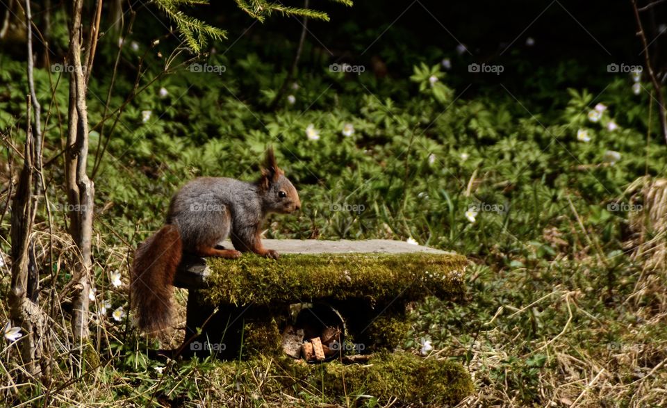 Squirrel on rock in forest