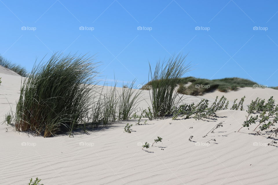 A sunny picture of the dunes