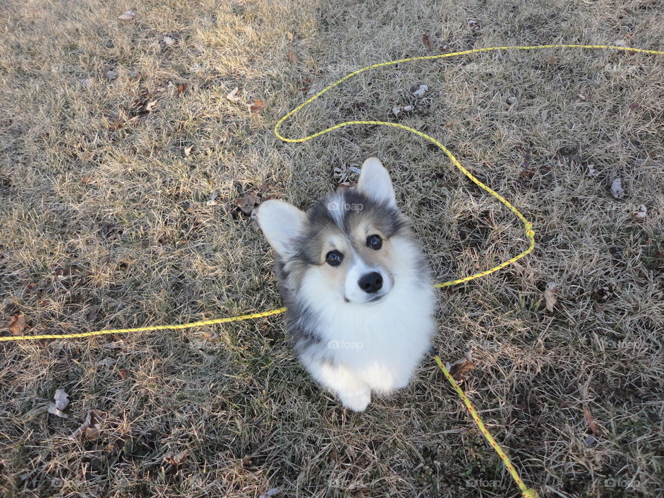 curious corgi 