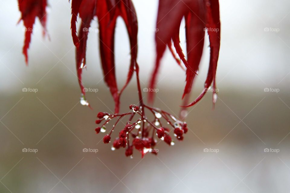 water drops on red maple leaves and flowers during a light snow storm.