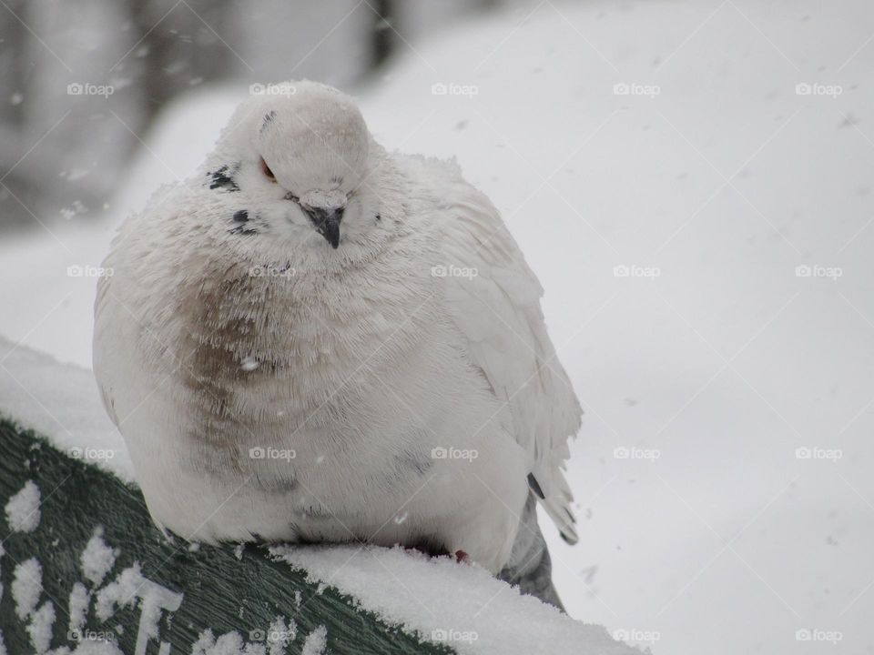 White pigeon in winter park