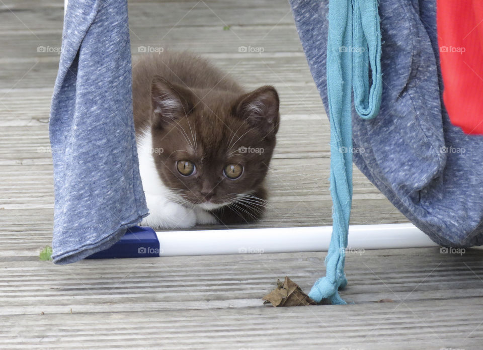 Kitten in the garden. First day outside for 8 week old kitten. 