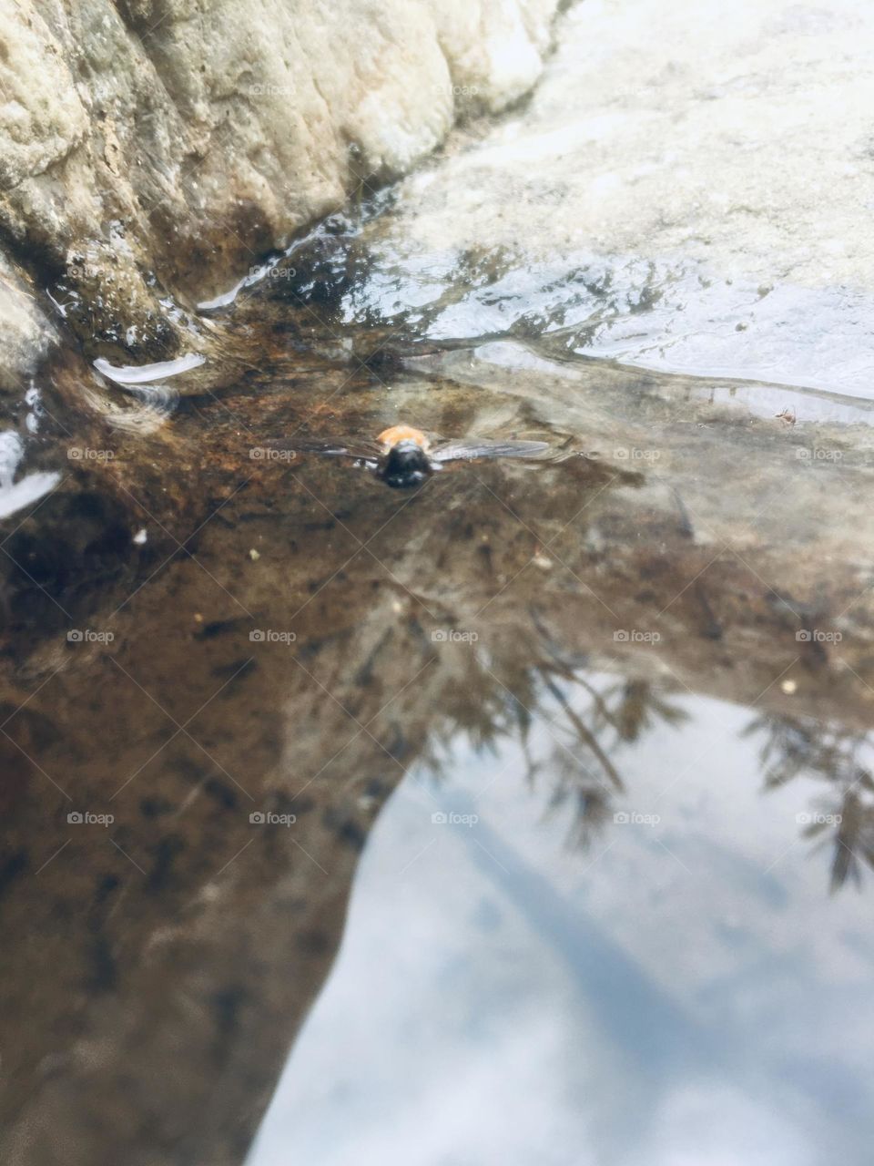 A bee that fell into the water 🌱