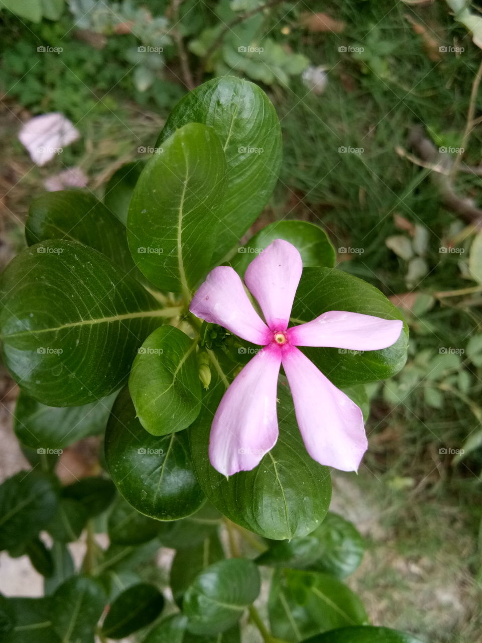 beauty of flower and nature
