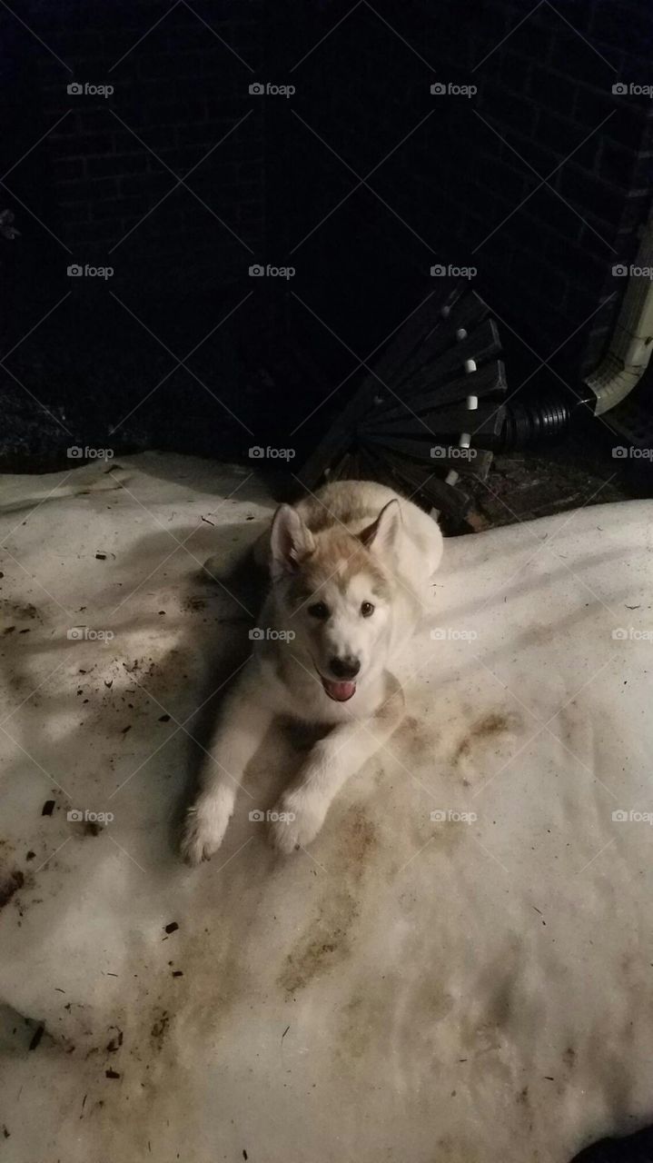 Alaskan Malamute puppy playing on snow looks like scary wolf