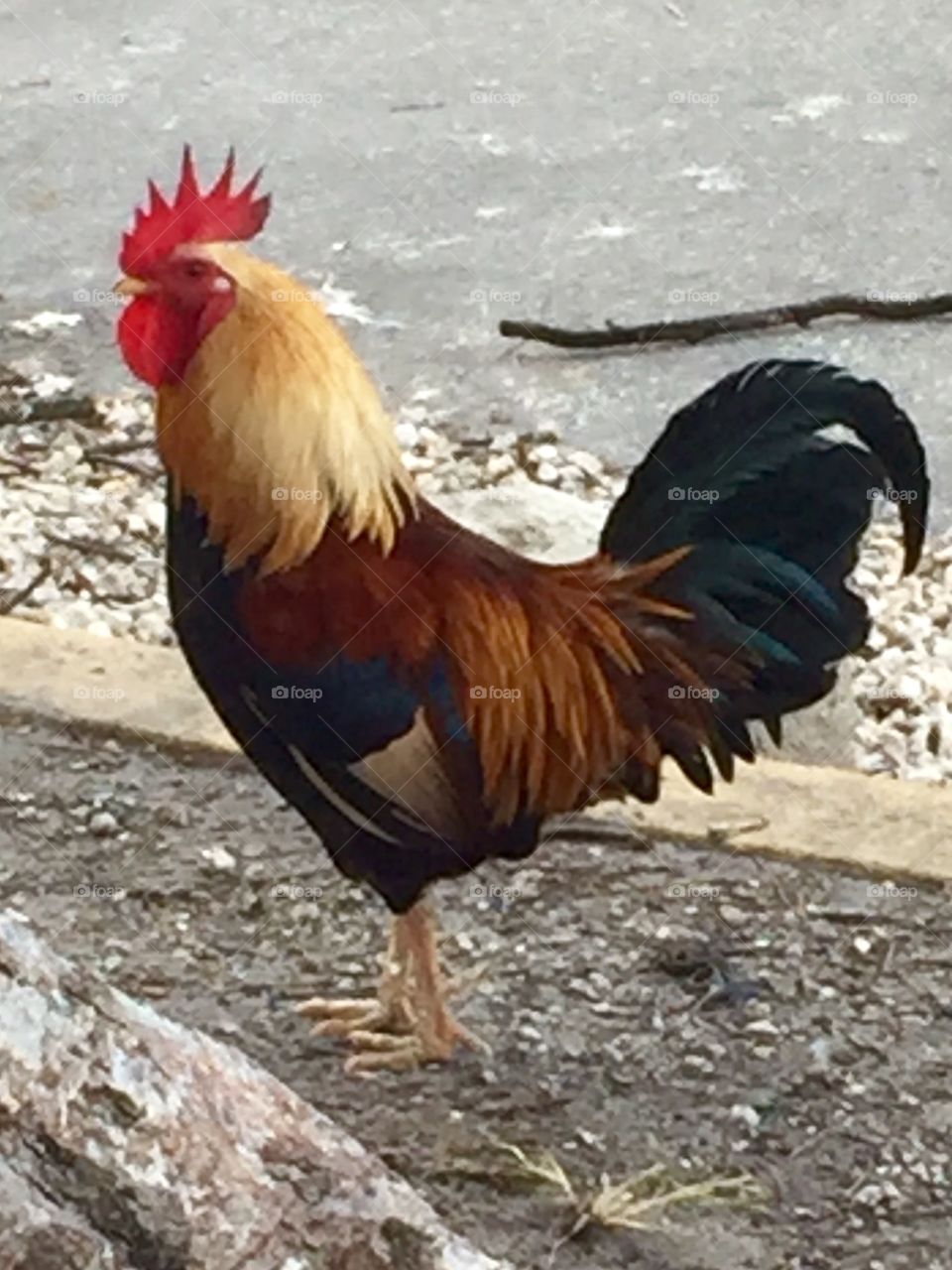 Rooster in paradise, Florida Keys