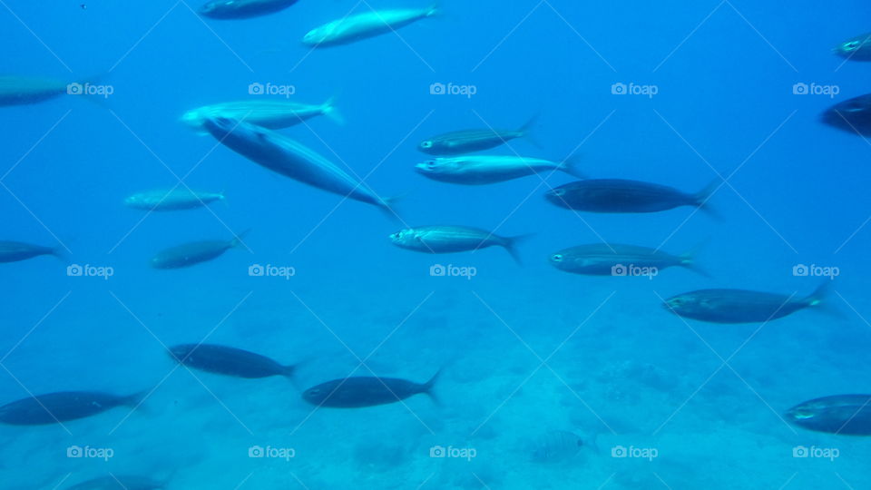 underwater.  Puerto de morgan