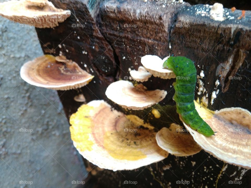 mushrooms & caterpillar