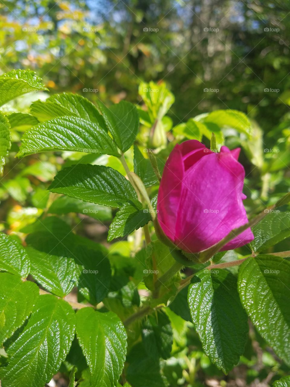 Leaf, Nature, Flora, Garden, Summer