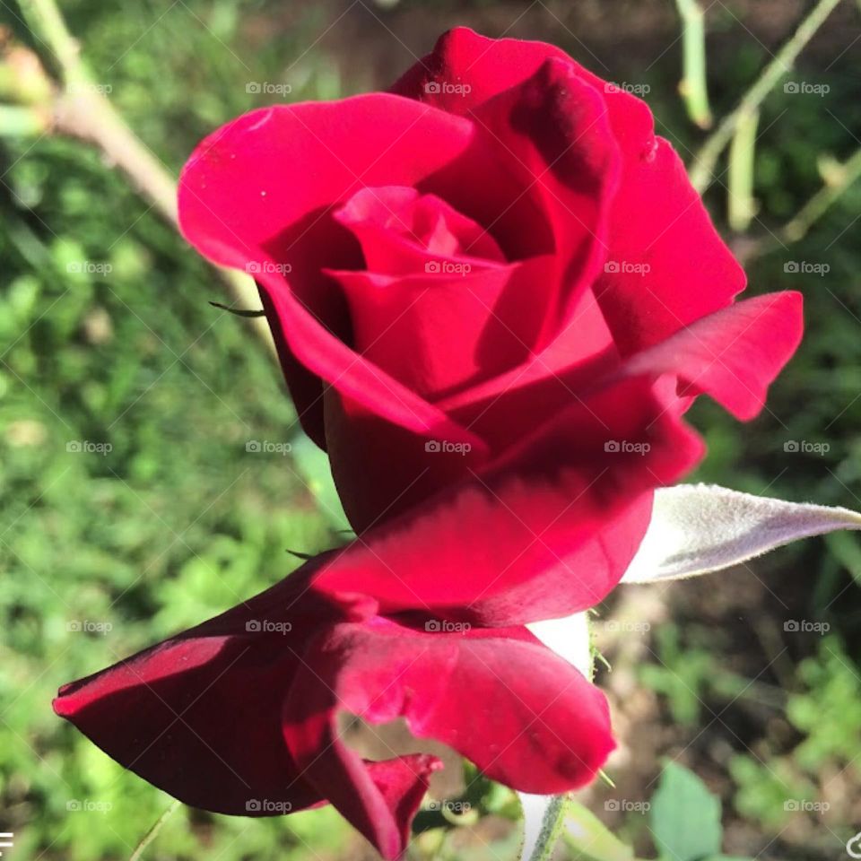 🌹 🇺🇸 Very beautiful flowers to brighten our day.  Live nature and its beauty. Did you like the delicate petals? / 🇧🇷 Flores muito bonitas para alegrar nosso dia. Viva a natureza e sua beleza. Gostaram das pétalas delicadas? 