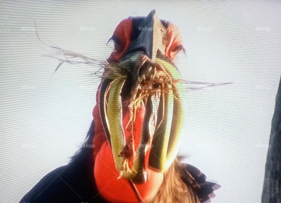 a bird hunts a snake