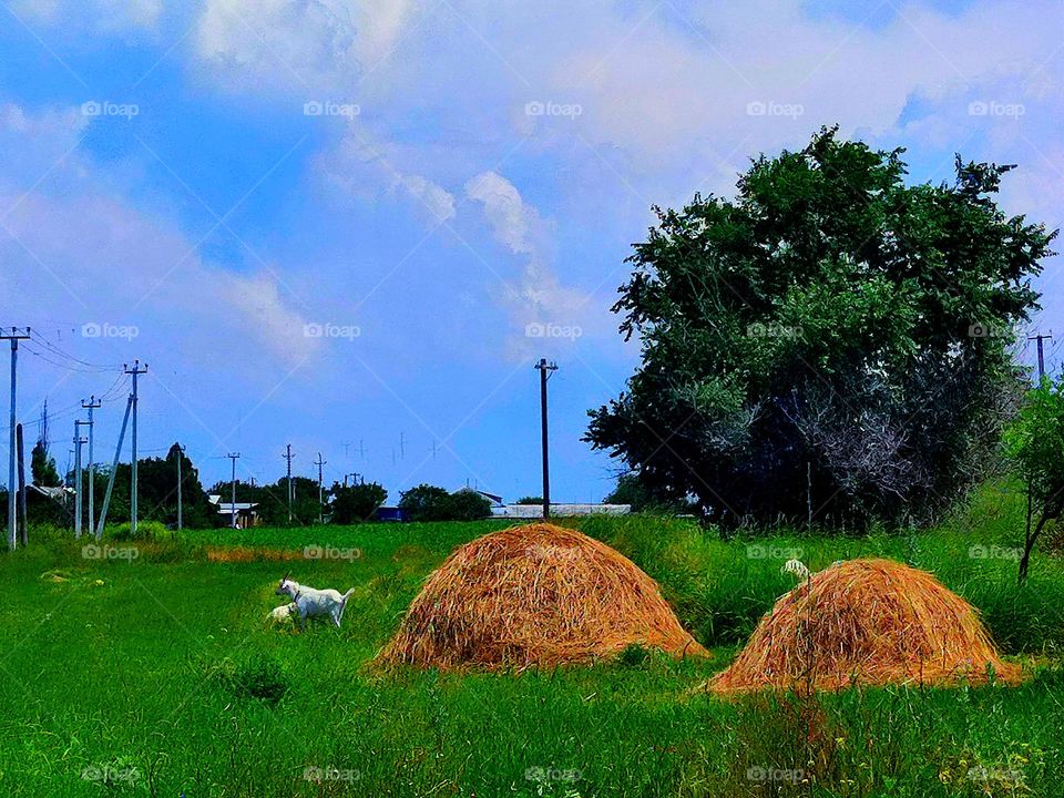 Countryside. Summer quiet evening in a small village. Two stacks of hay lie on the green grass, around which white goats walk. Houses are buried in green plants. In the background blue sky with white clouds
