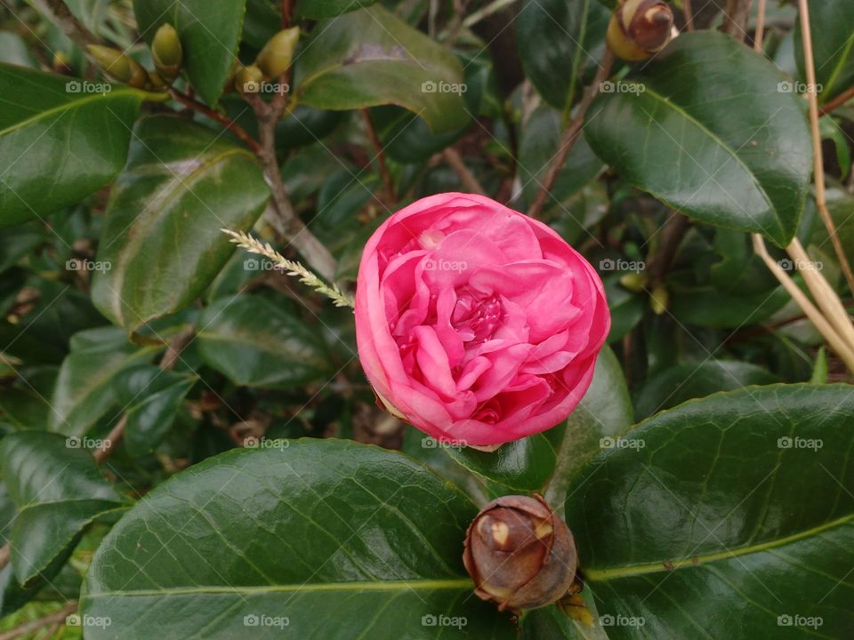rosa lindíssima