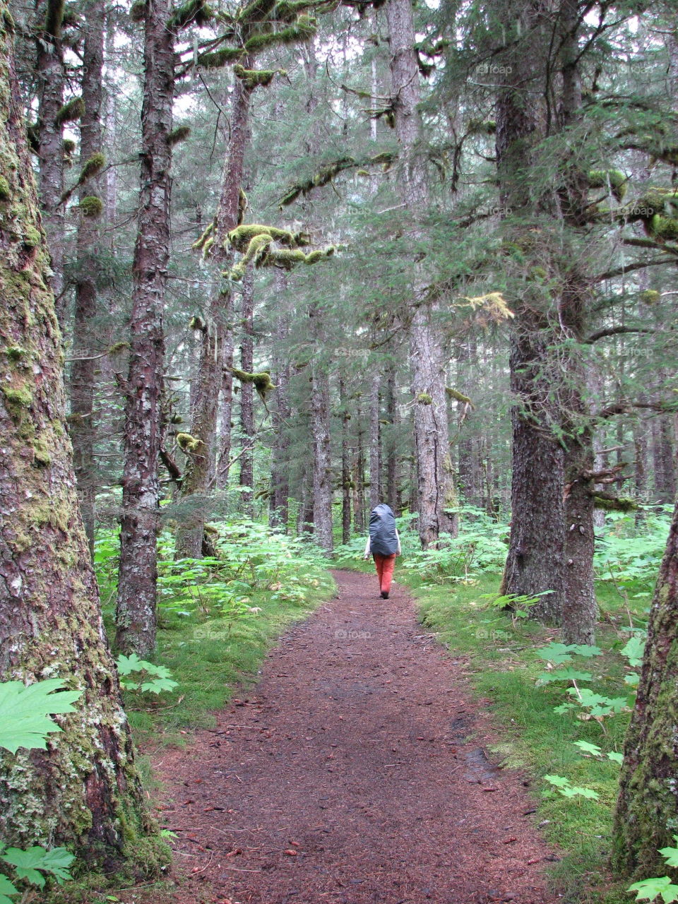 Hiking in Alaska 