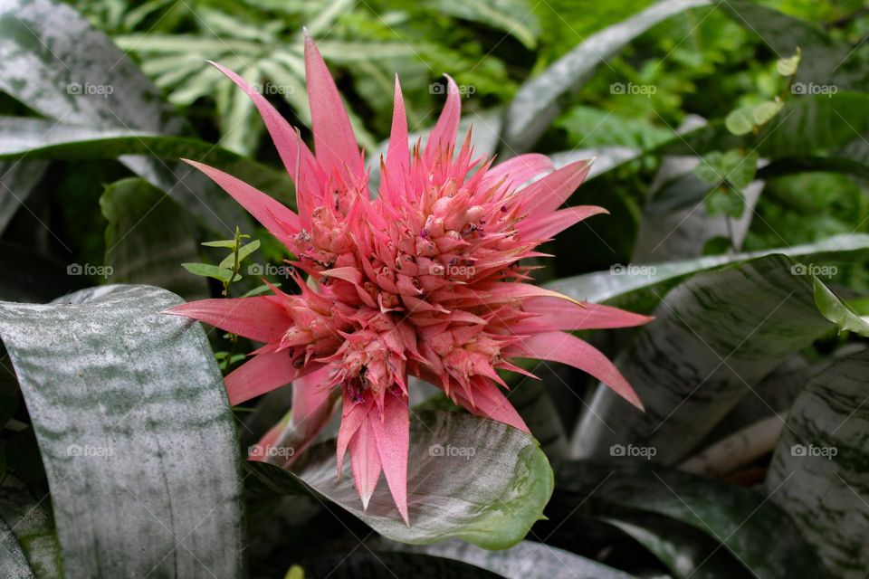 The pink flower. Pink color