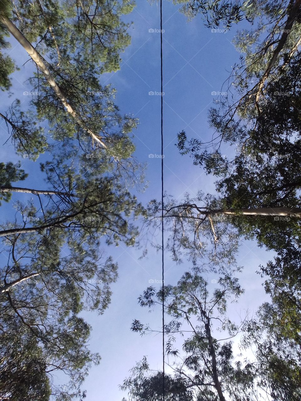 Picture taken with the front camera of the sky and trees