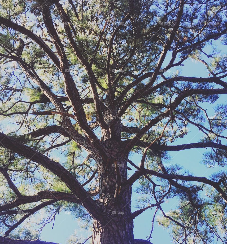 The Top of a Pine, North Carolina 2016