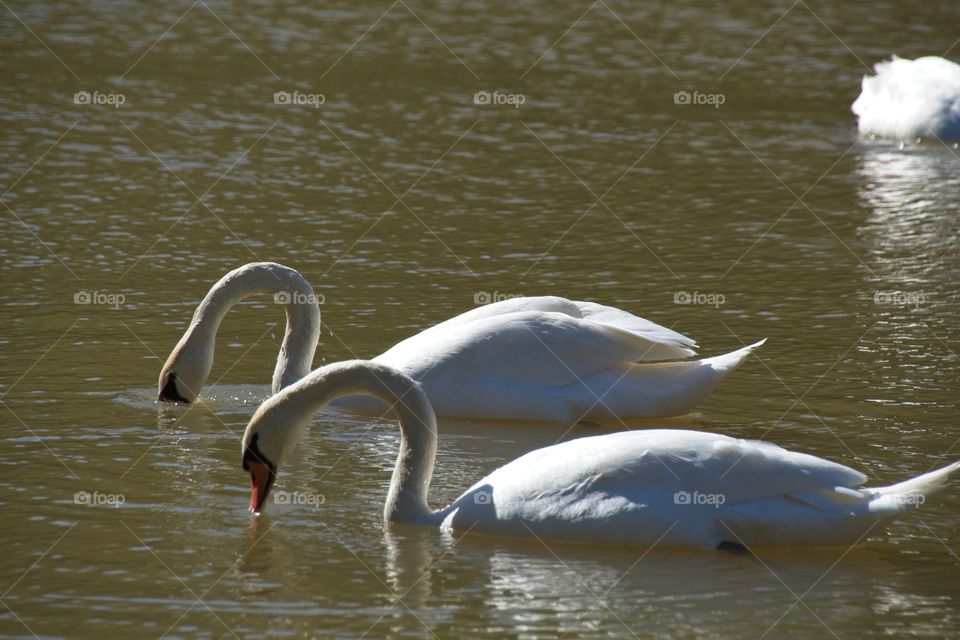 swans on the lake